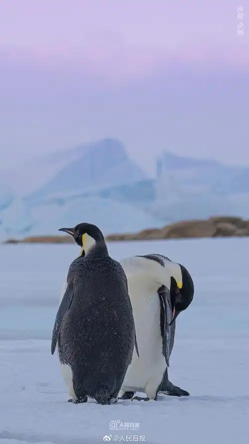 壁纸 动物 企鹅 690_1227 竖版 竖屏 手机