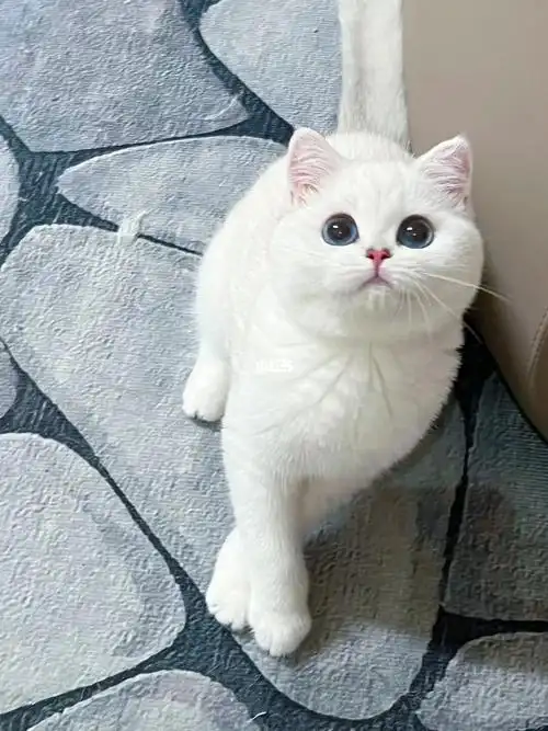 好看的猫千篇一律会拍照的主人百里挑一