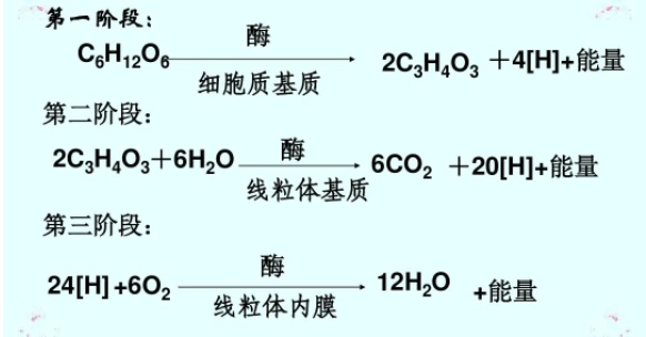 呼吸作用方程式
