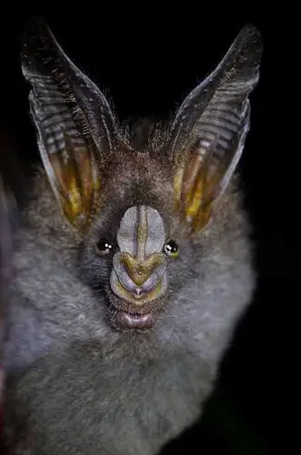 小蝙蝠亚目即通常所说的蝙蝠,我国有6科,26属,110种.