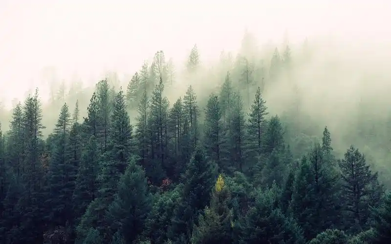 绿意盎然的森林高清桌面壁纸