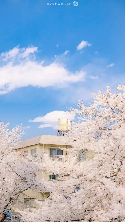 少女心 樱花 壁纸