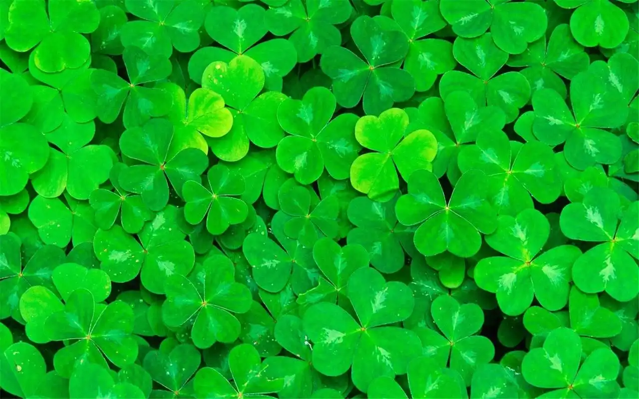 清新植物风景高清桌面电脑壁纸