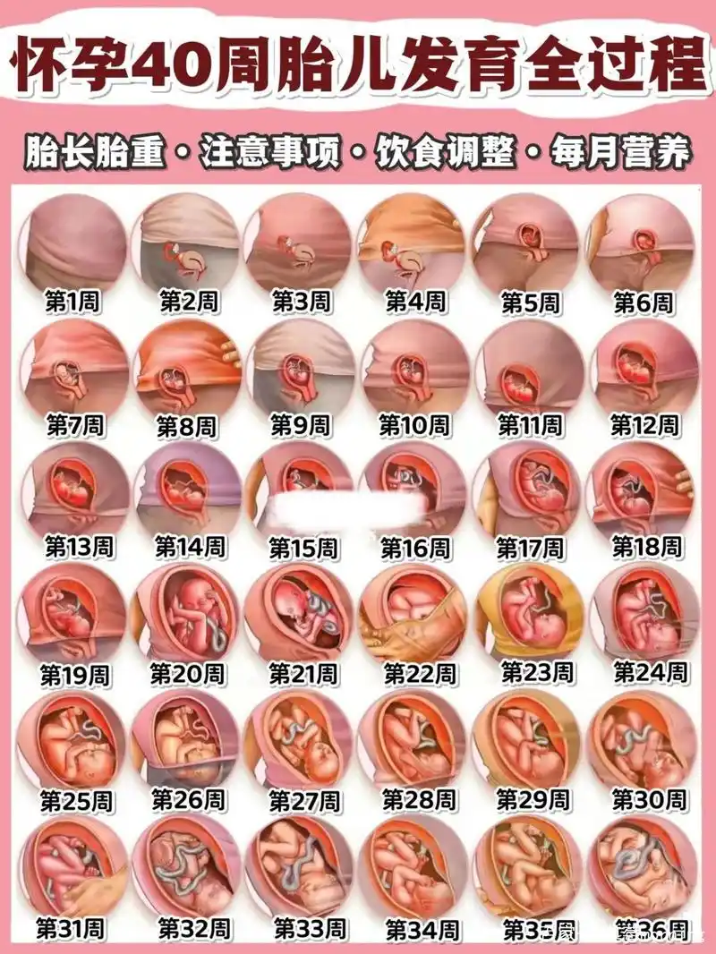 怀孕40周胎儿每周的发育变化及孕妈注意事项