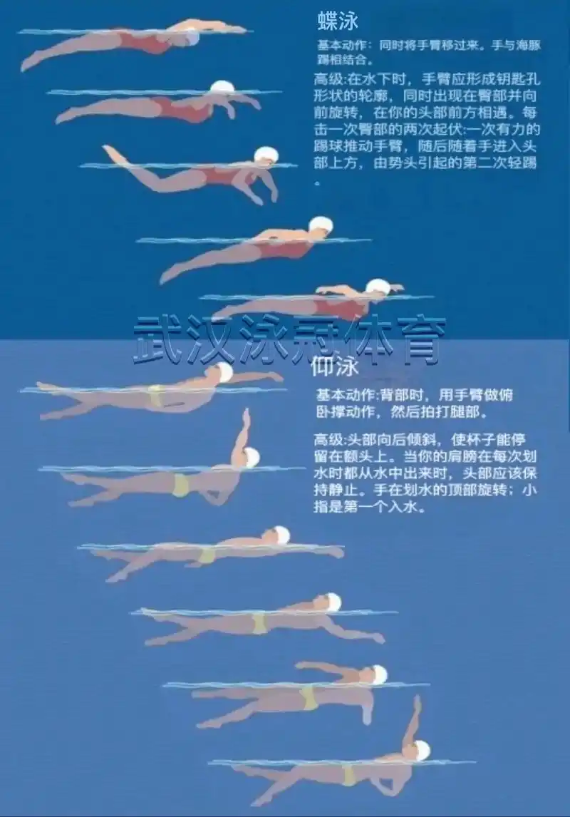 蛙泳 基本动作:手臂在水面从胸部向前移动