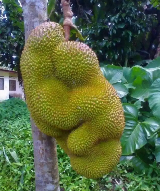 32种形状奇特的水果和蔬菜,它们看起来像是"成精了"!