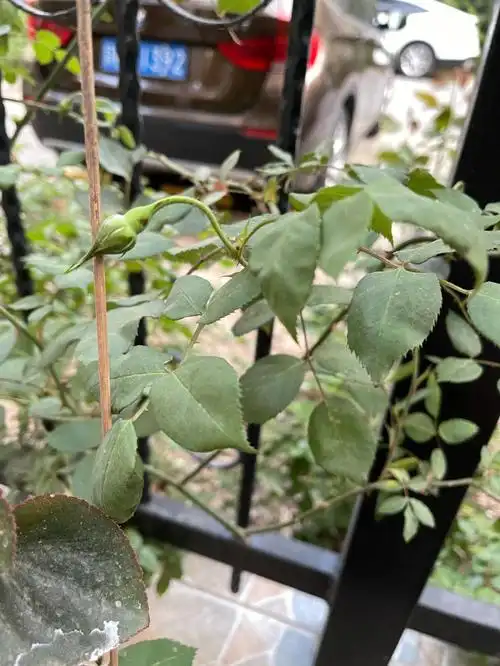 月季花苞打蔫叶片卷