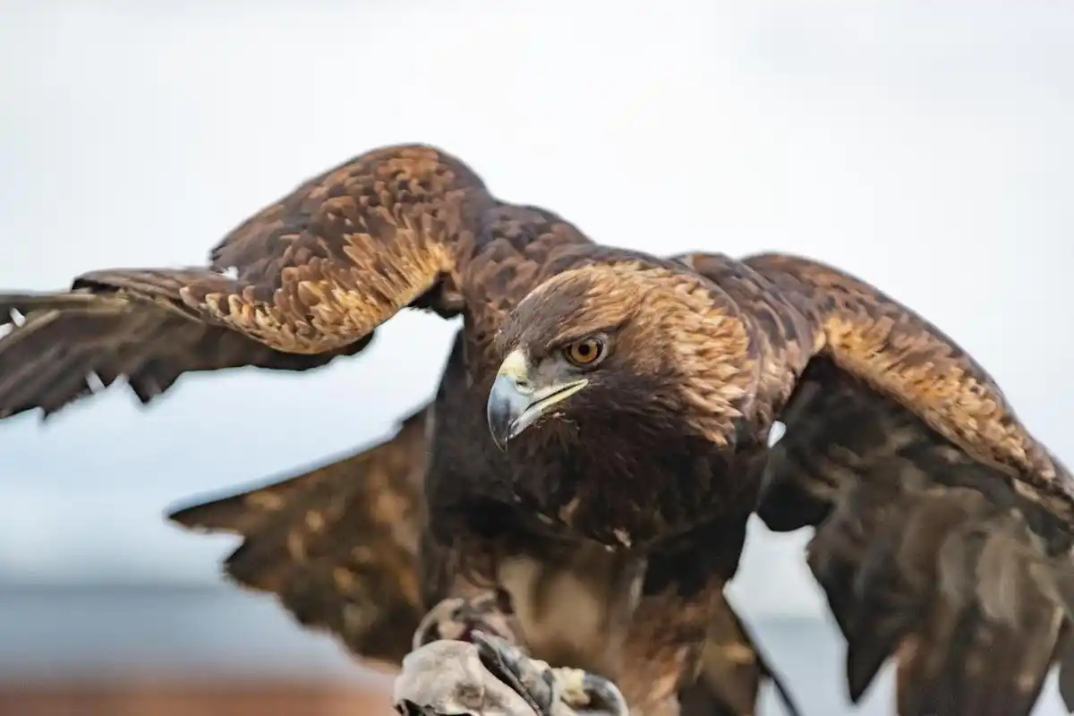 心理测试:那只鹰你感觉最霸气,测测你将迎来的财富有多少