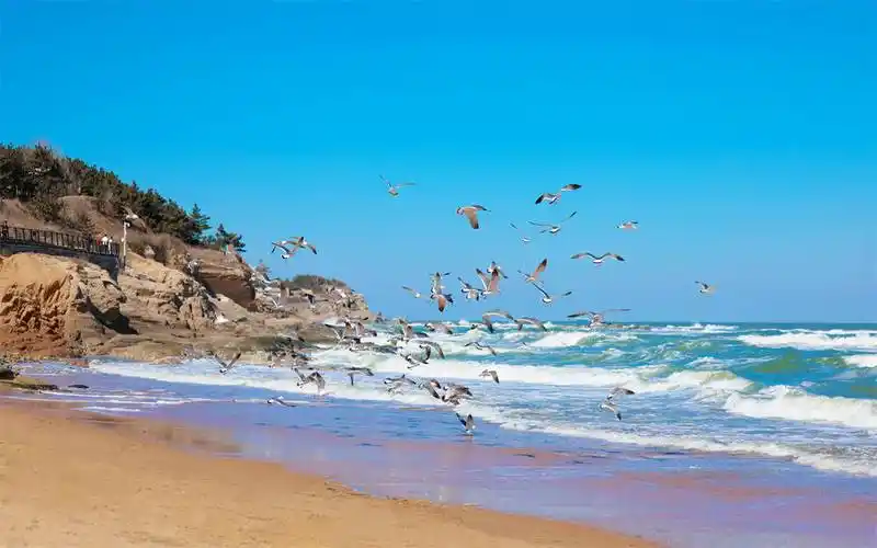 海鸥舞动游客在威海国际海水浴场解锁新玩法