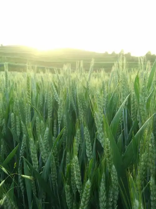 麦苗青青 ~-张小海