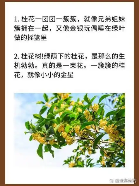 绿荫下的桂花,是那么的生机勃勃.