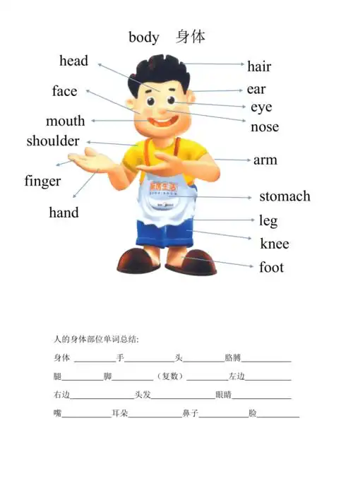 三年级身体部位单词