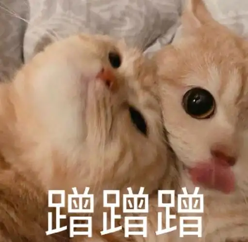 萌宠gif猫星人gif蹭蹭蹭gif撒娇gif搞怪gif逗gif