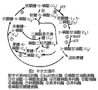 暗反应需要哪几种酶?