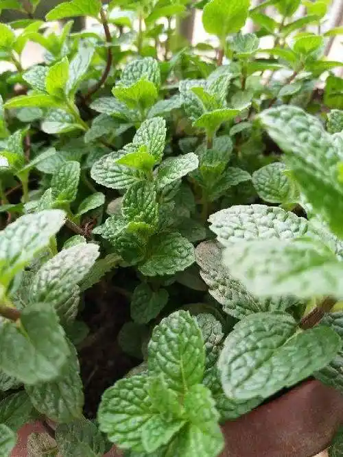 朋友家掐点薄荷塞土里很快窜到半米高摘点泡水清凉醒脑