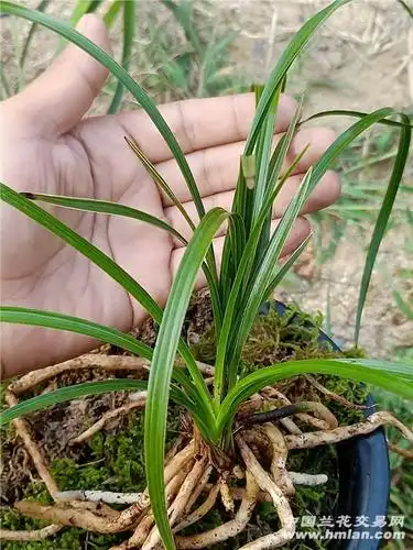 蕙兰下山漂亮边草