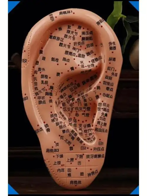 名字其实就是耳朵上的俞穴,我们身体几乎每一个器官都有对应的穴位