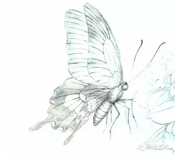 图文教程李晓明工笔蝴蝶设色步骤示范二