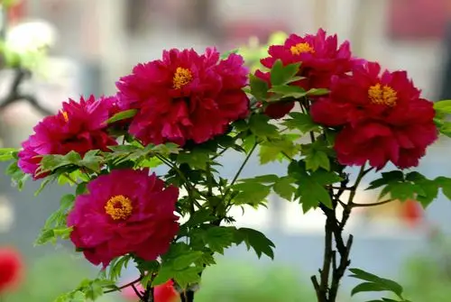 人间四月牡丹开,最美不过洛阳城. - 美篇