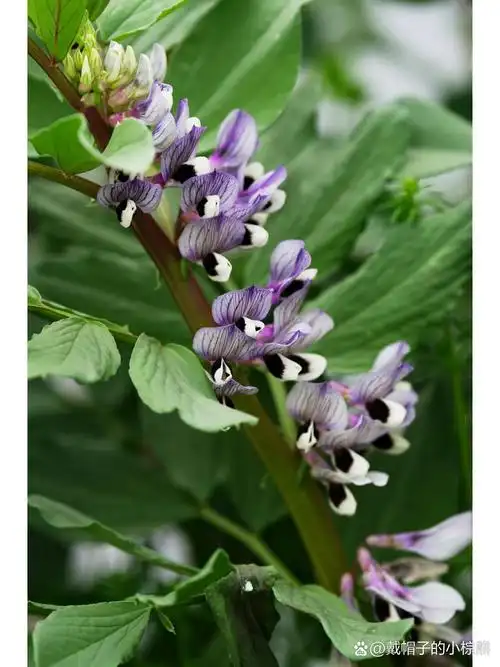 蚕豆花 蚕豆,豆科野豌豆属一年生草本,全国栽培,以长江以南为胜.