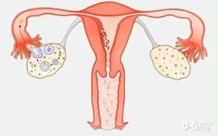 有小部分很幸运的精子军,冲进了子宫!