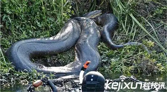 世界最大的蛇长达500米5800万年前已灭绝