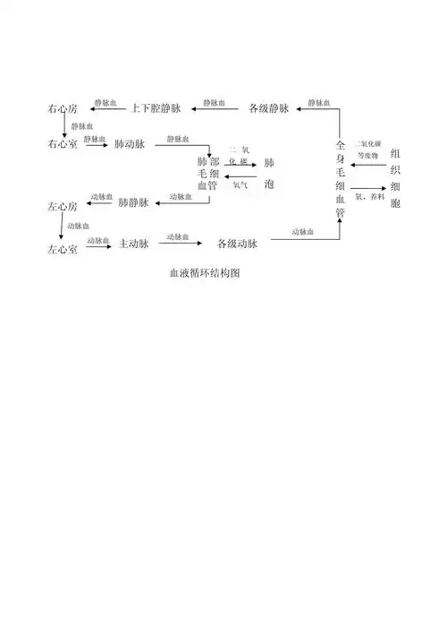 人体血液循环的结构图