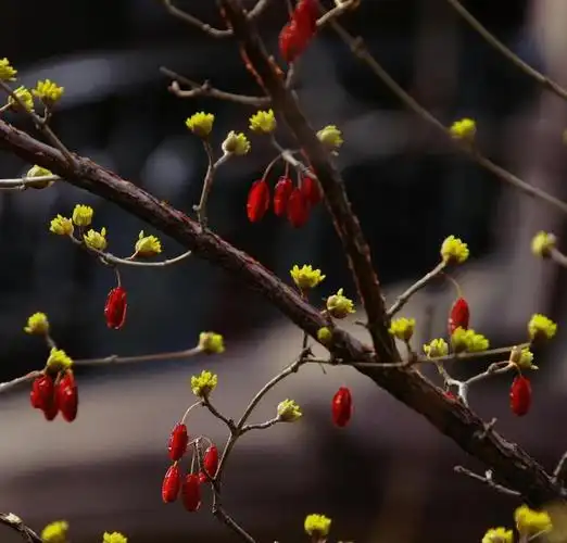 "遍插茱萸少一人",茱萸是怎样一种植物?重阳插茱萸有啥说法?