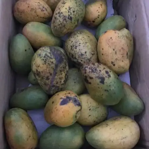 > 【ems空运包邮】广西金煌芒芒果9斤 新鲜水果 非攀枝花大芒果桂七