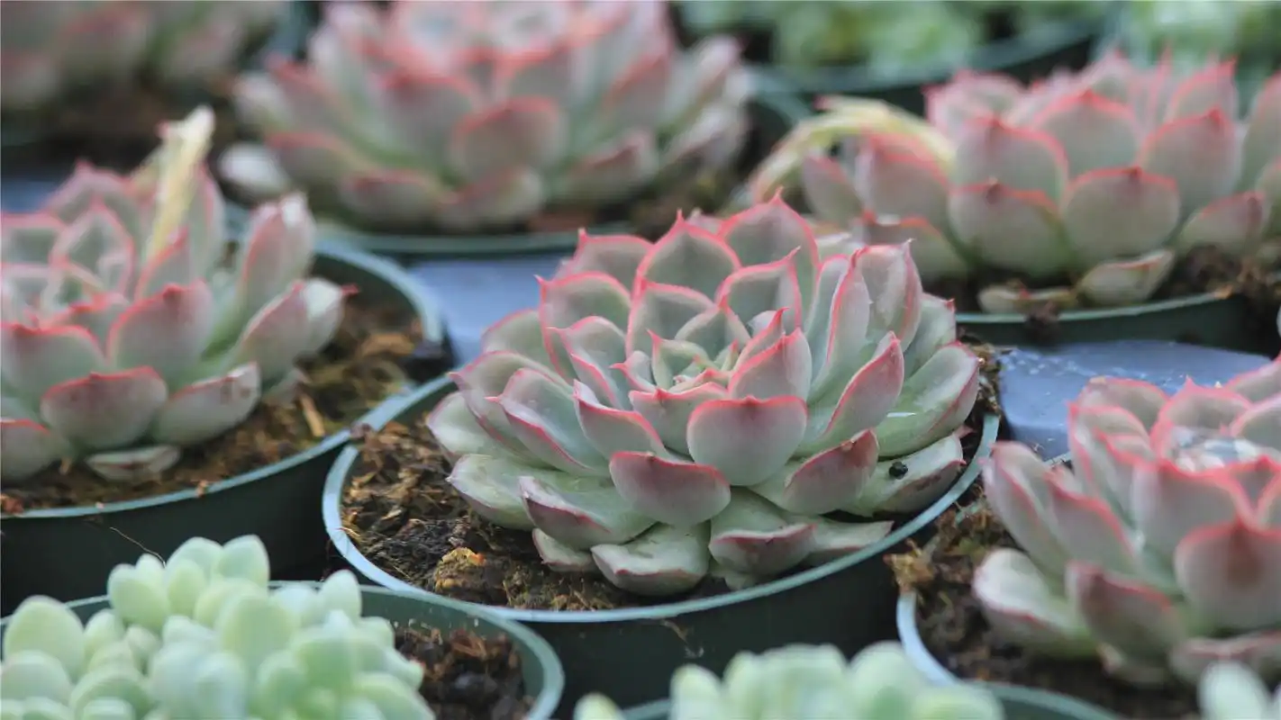 漂亮的多肉植物高清桌面壁纸