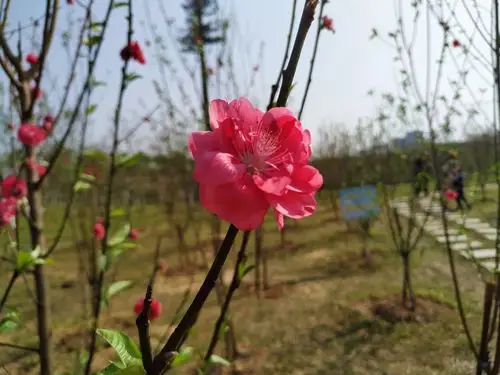 刚刚拍的桃花还没开