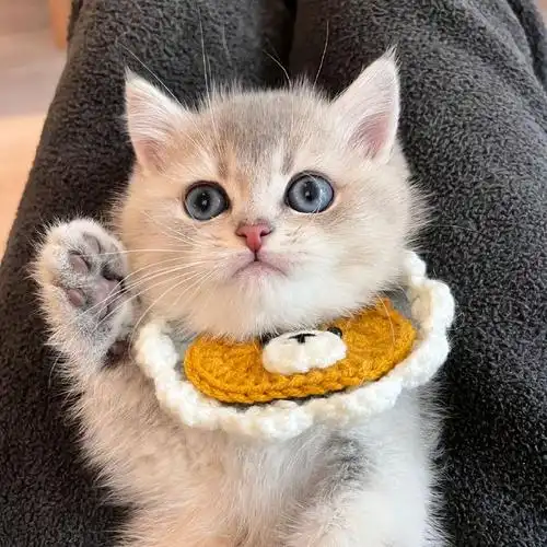 一个巴掌一只可爱猫咪#萌宠##萌宠的日常