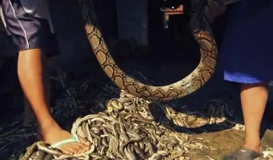 印尼男子光脚踩着一堆软绵绵的东西,看到真相后,让人后怕不已