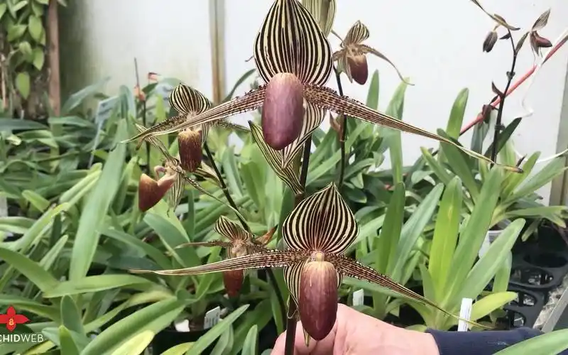 兜兰之王-罗氏兜兰/国王兜兰paphiopedilum rothschildianum