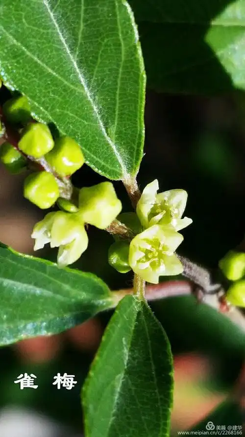 花儿(二) - 美篇