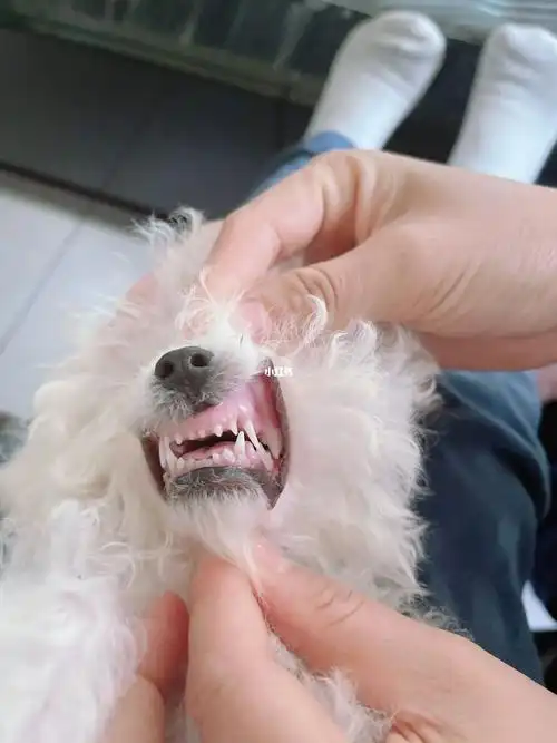 按宠物店说现在是四个月了#小体比熊  比熊牙齿