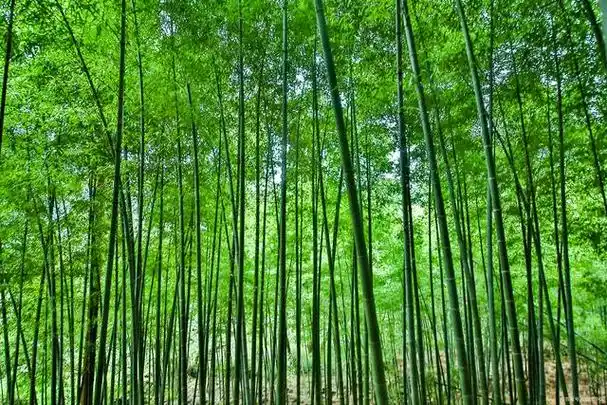 散文《竹林听雨》