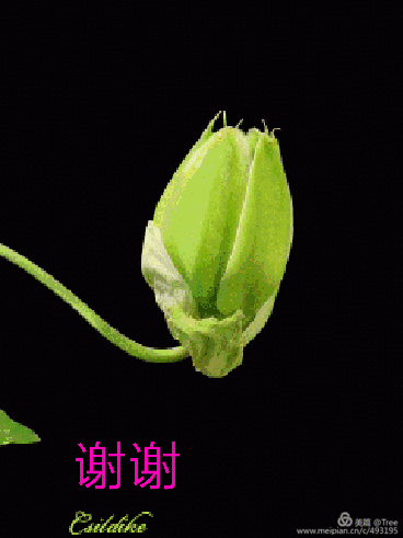 微信花卉动态问候语表情图集