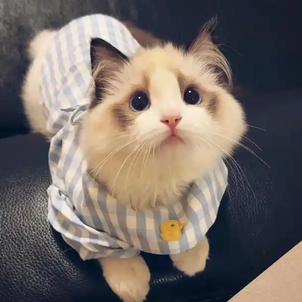 动物头像:萌化的可爱小猫咪头像