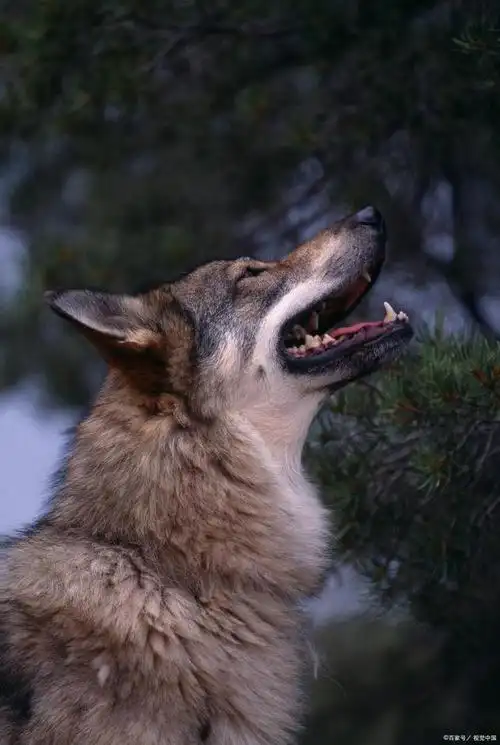 nature重磅发布——寄生虫成为狼王