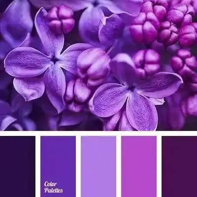 实际上紫色也分为很多种,是一个难以驾驭的颜色