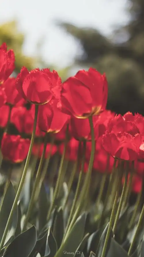花卉绿植风景摄影手机壁纸