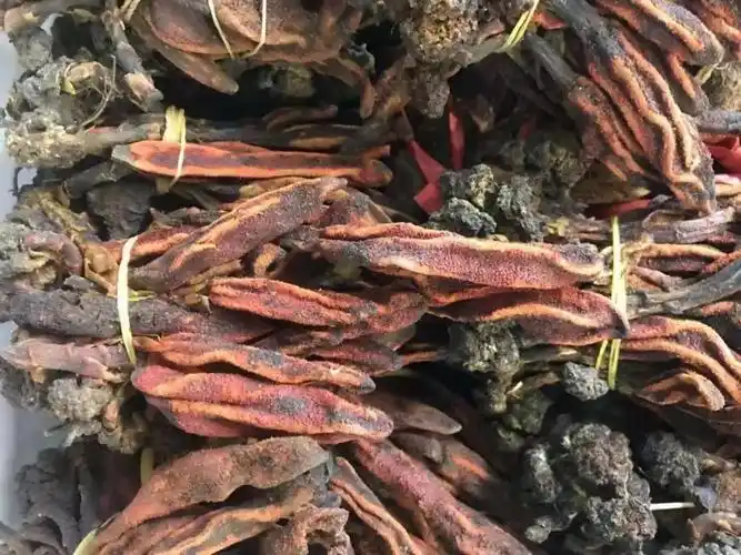 壮阳中药材:草苁蓉