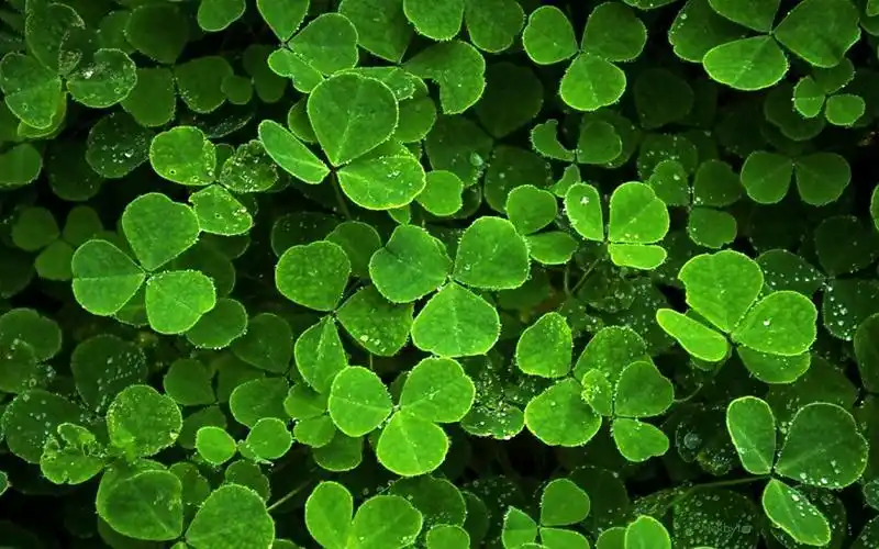 高清养眼绿色桌面壁纸1920x1200