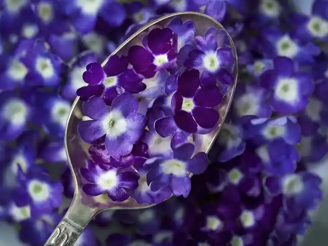 勺子,蓝紫色的花朵,花瓣