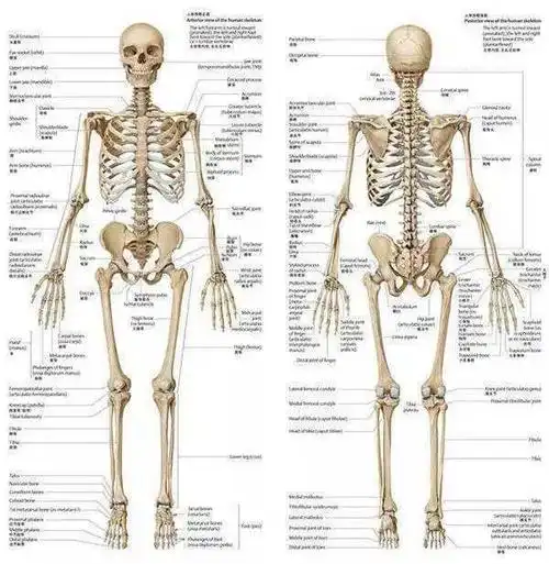 除了这些表面特征之外,不同地区的人体骨骼也有略微区别:亚洲成年人的