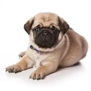 纯种巴哥犬幼犬哈巴狗短毛犬可爱小型犬八哥犬家养憨厚宠物狗活体