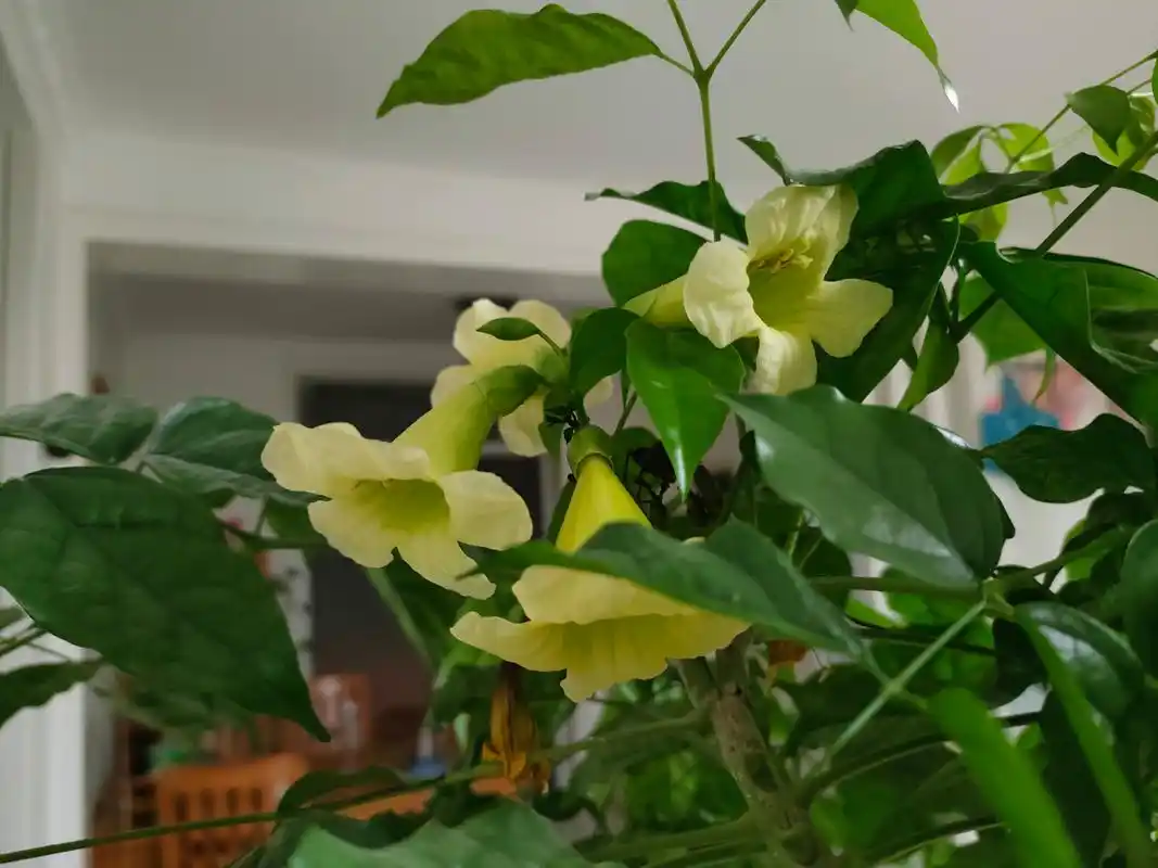 幸福树花开 象征幸福的寓意 希望见到的朋友 生活幸福红火 因工作原因