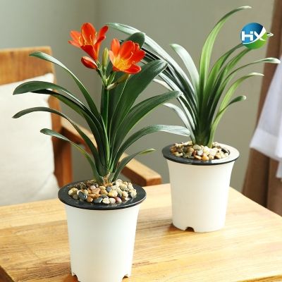 什么花好看又好养稀有花卉奇趣植物一年四季开花绿植室外门口观花