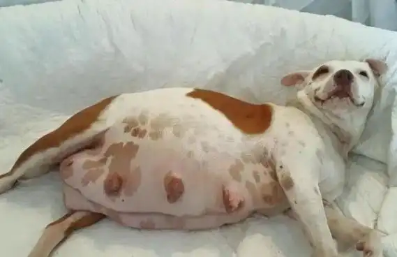 狗子真孕假孕傻傻分不清楚?三招教你判断狗狗是否配对成功!